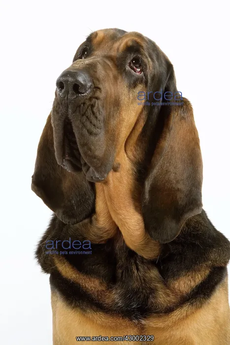 : Dog - Bloodhound / Saint Hubert : Dog - Bloodhound / Saint Hubert