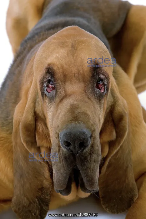 : Dog - Bloodhound / St Hubert Hound - lying down : Dog - Bloodhound / St Hubert Hound - lying down