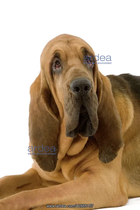 : Dog - Bloodhound / St Hubert Hound - sitting down : Dog - Bloodhound / St Hubert Hound - sitting down