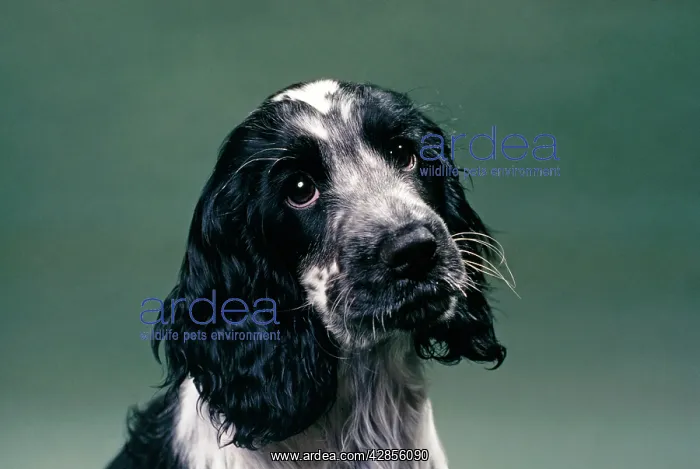 : DOG - Blue Roan COCKER SPANIEL : DOG - Blue Roan COCKER SPANIEL