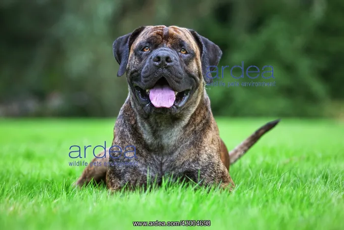 : Dog - Boerboel