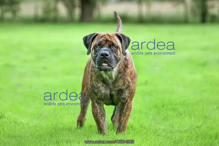  : Dog - Boerboel