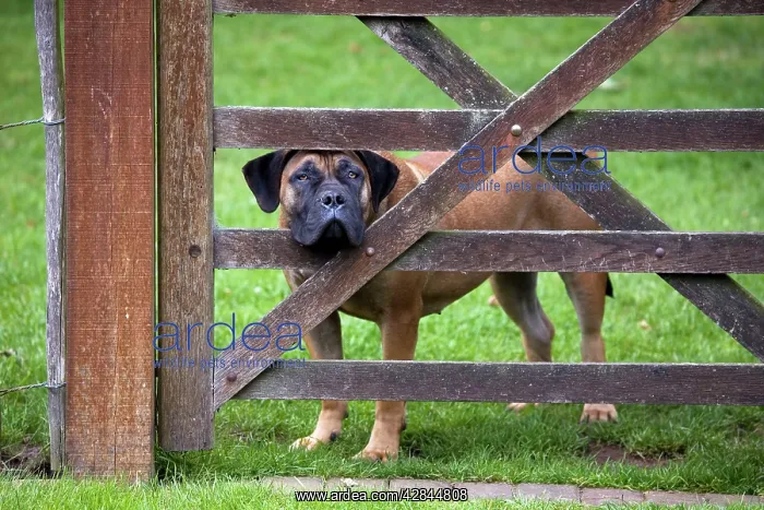 : Dog - Boerboel peering through fence