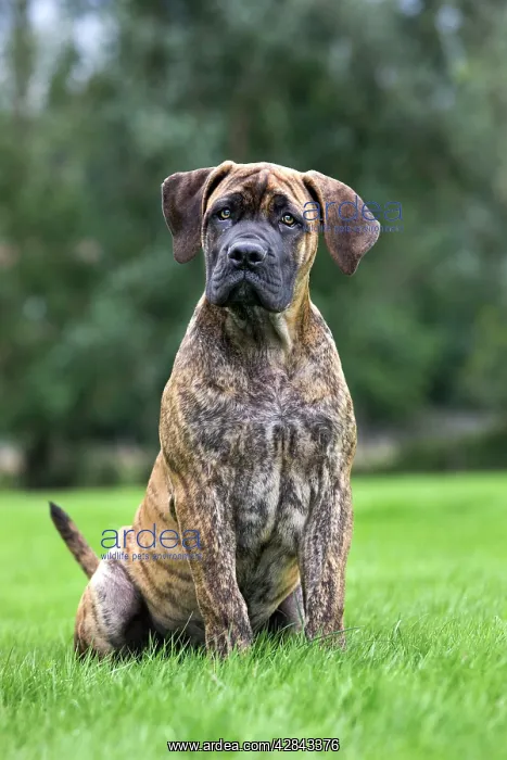  : Dog - Boerboel - puppy in garden