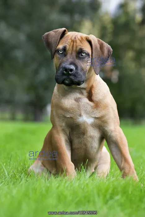  : Dog - Boerboel - puppy in garden