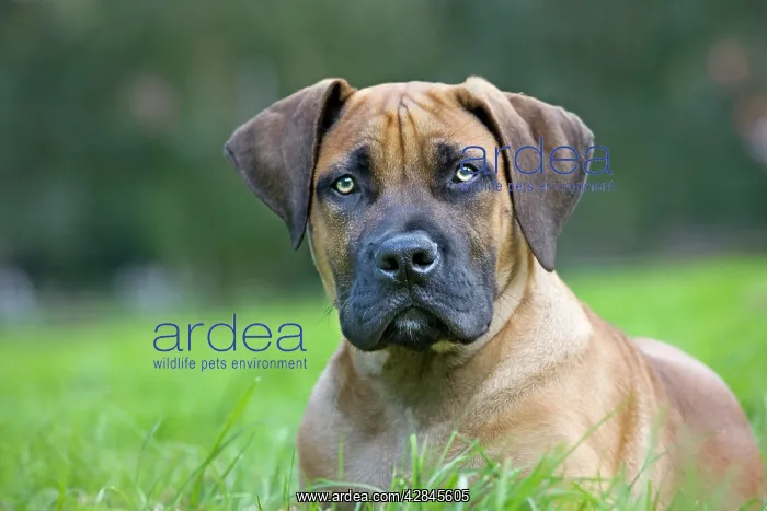  : Dog - Boerboel - puppy in garden