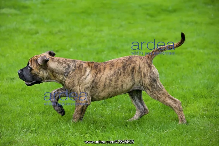  : Dog - Boerboel - puppy in garden