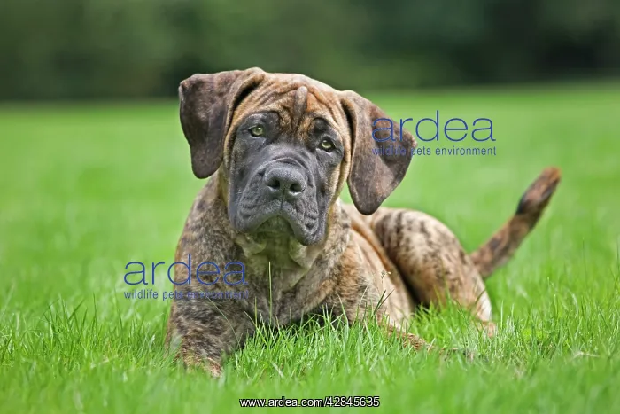  : Dog - Boerboel - puppy in garden
