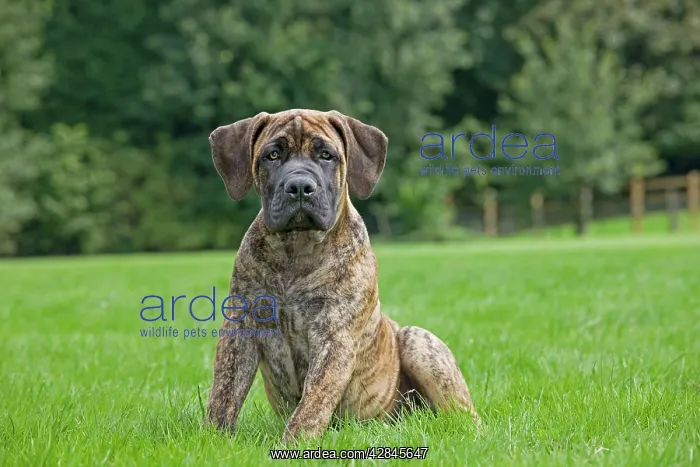  : Dog - Boerboel - puppy in garden