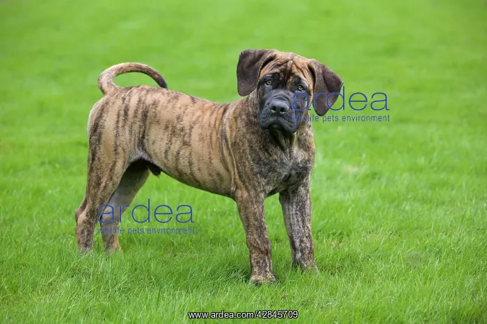  : Dog - Boerboel - puppy in garden