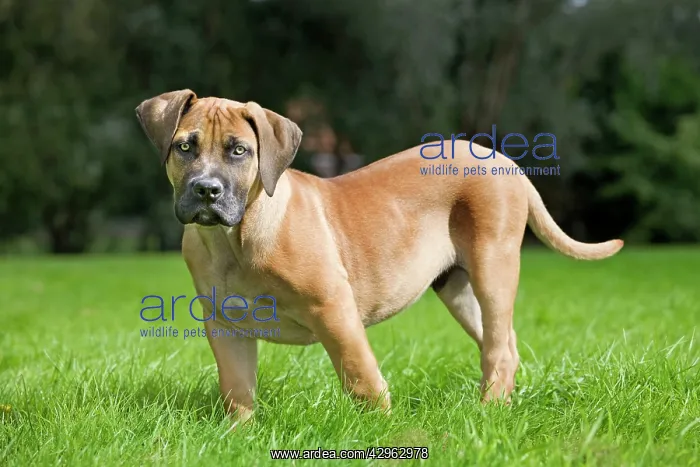  : Dog - Boerboel - puppy in garden
