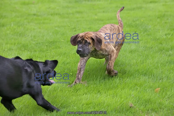 : Dog - Boerboel - puppy playing with Black Labrador in garden : Dog - Boerboel - puppy playing with Black Labrador in garden