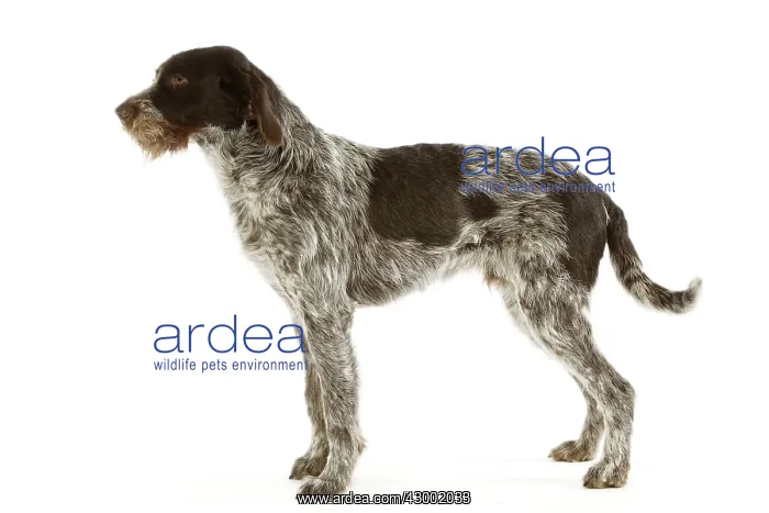 : Dog - Bohemian Wire-haired Pointing Griffon / Cesky Fousek : Dog - Bohemian Wire-haired Pointing Griffon / Cesky Fousek