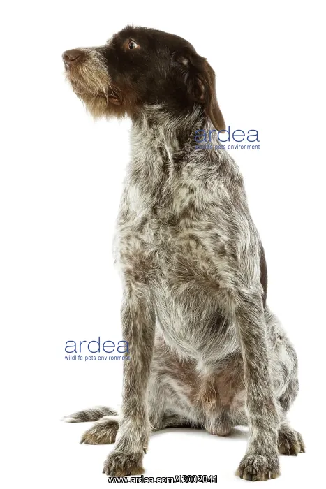 : Dog - Bohemian Wire-haired Pointing Griffon / Cesky Fousek : Dog - Bohemian Wire-haired Pointing Griffon / Cesky Fousek