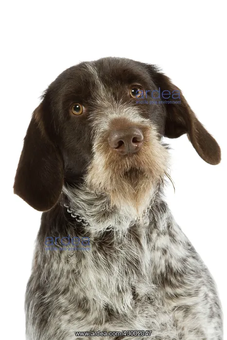 : Dog - Bohemian Wire-haired Pointing Griffon / Cesky Fousek : Dog - Bohemian Wire-haired Pointing Griffon / Cesky Fousek