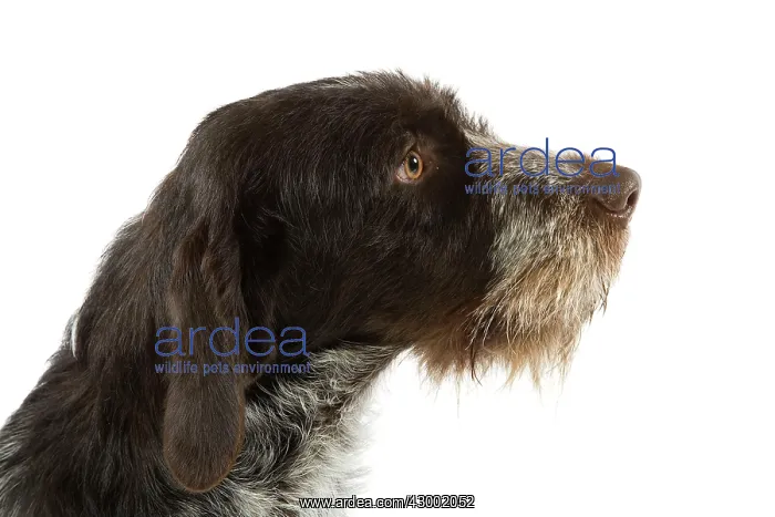 : Dog - Bohemian Wire-haired Pointing Griffon / Cesky Fousek : Dog - Bohemian Wire-haired Pointing Griffon / Cesky Fousek