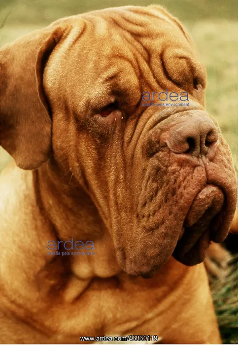 : DOG - Bordeaux / Dogue de Bordeaux / French Mastiff : DOG - Bordeaux / Dogue de Bordeaux / French Mastiff