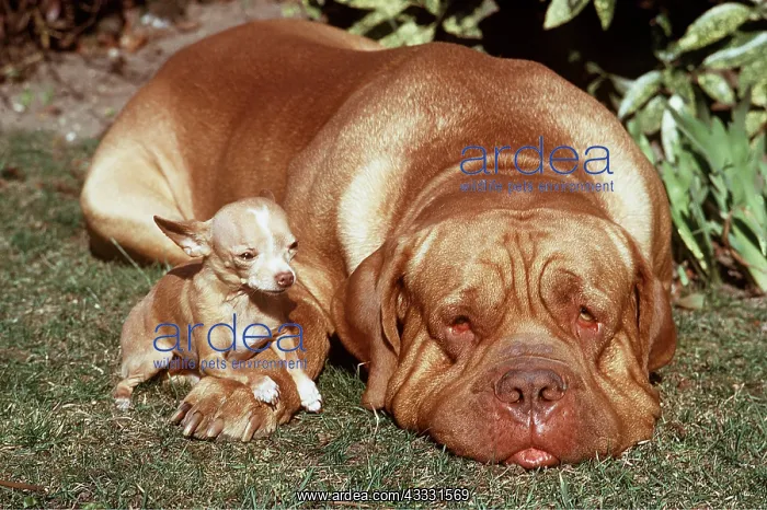  : DOG - Bordeaux  /  Dogue de Bordeaux  /  French Mastiff