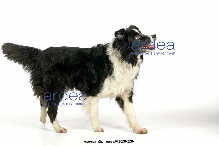  : DOG. Border Collie