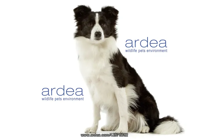 : Dog - Border Collie