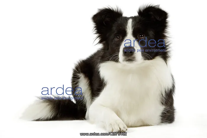  : Dog - Border Collie