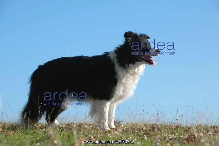  : DOG - Border collie