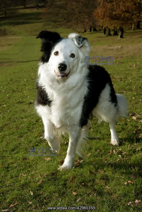  : DOG - Border collie