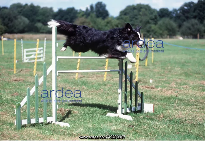 : DOG - BORDER COLLIE - on agility course : DOG - BORDER COLLIE - on agility course
