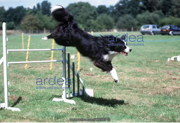 : DOG - BORDER COLLIE - on agility course : DOG - BORDER COLLIE - on agility course
