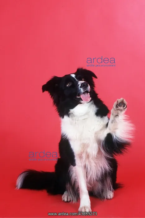 : DOG - BORDER COLLIE begging, tongue out : DOG - BORDER COLLIE begging, tongue out