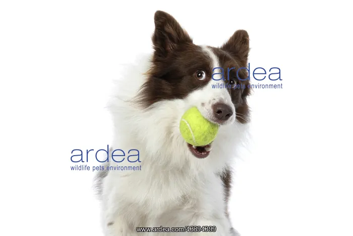 : DOG. Border Collie, brown & white, catching a ball : DOG. Border Collie, brown & white, catching a ball