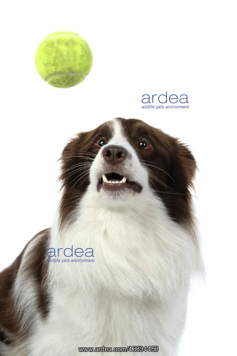 : DOG. Border Collie, brown & white, catching a ball : DOG. Border Collie, brown & white, catching a ball