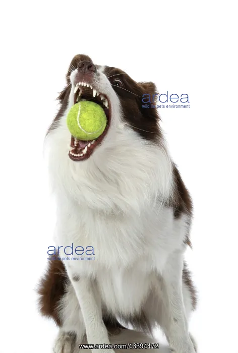 : DOG. Border Collie, brown & white, catching a ball : DOG. Border Collie, brown & white, catching a ball