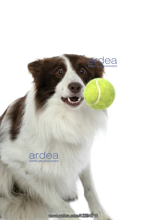 : DOG. Border Collie, brown & white, catching a ball : DOG. Border Collie, brown & white, catching a ball