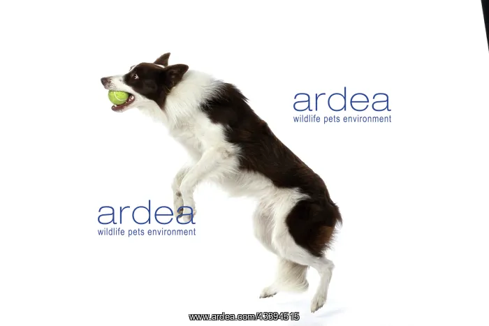 : DOG. Border Collie, brown & white, jumping up to : DOG. Border Collie, brown & white, jumping up to