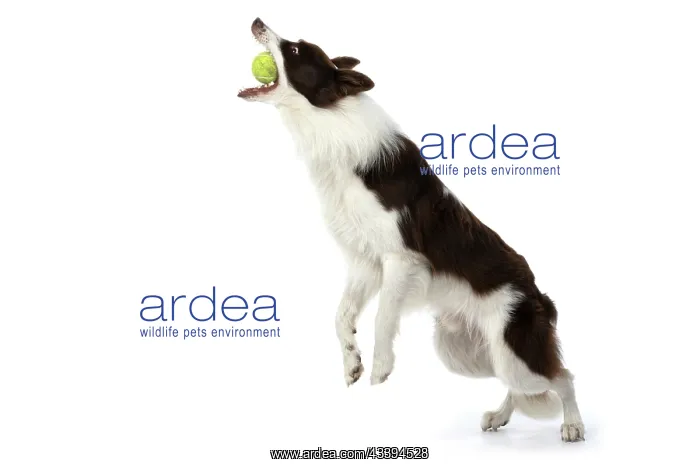 : DOG. Border Collie, brown & white, jumping up to : DOG. Border Collie, brown & white, jumping up to