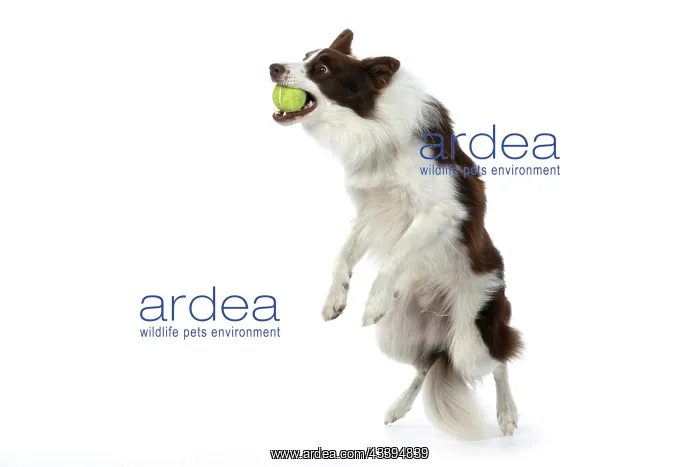 : DOG. Border Collie, brown & white, jumping up to : DOG. Border Collie, brown & white, jumping up to