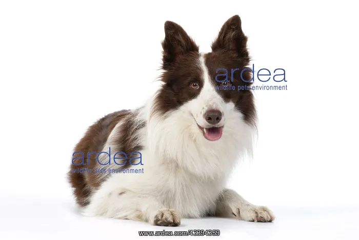 : DOG. Border Collie, brown & white, laying down : DOG. Border Collie, brown & white, laying down