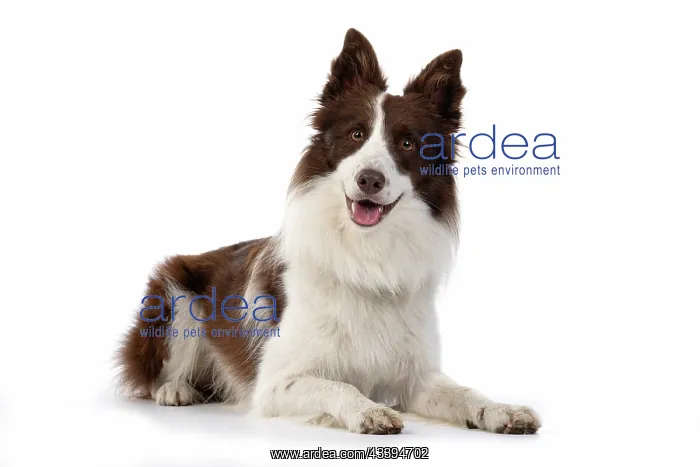  : DOG. Border Collie, brown & white, laying down