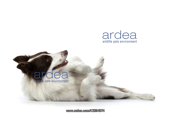 : DOG. Border Collie, brown & white, laying on its : DOG. Border Collie, brown & white, laying on its