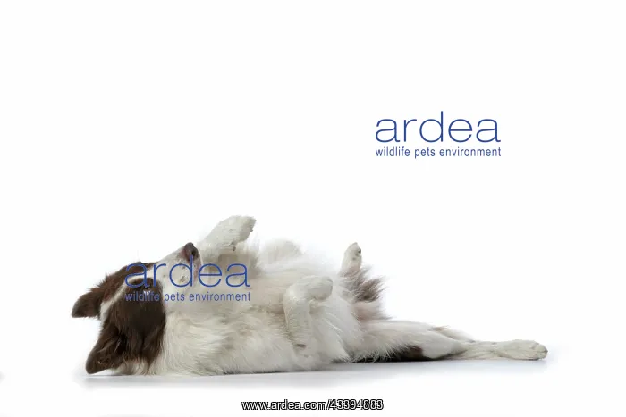 : DOG. Border Collie, brown & white, laying on its : DOG. Border Collie, brown & white, laying on its