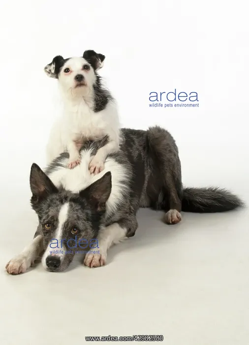 : DOG. Border Collie cross breed dog, with Jack : DOG. Border Collie cross breed dog, with Jack