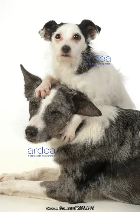 : DOG. Border Collie cross breed dog, with Jack : DOG. Border Collie cross breed dog, with Jack