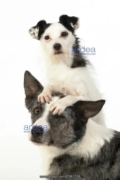: DOG. Border Collie cross breed dog, with Jack : DOG. Border Collie cross breed dog, with Jack