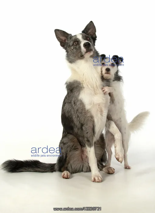 : DOG. Border Collie cross breed dog, with Jack : DOG. Border Collie cross breed dog, with Jack