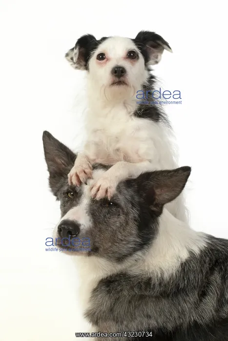 : DOG. Border Collie cross breed dog, with Jack : DOG. Border Collie cross breed dog, with Jack