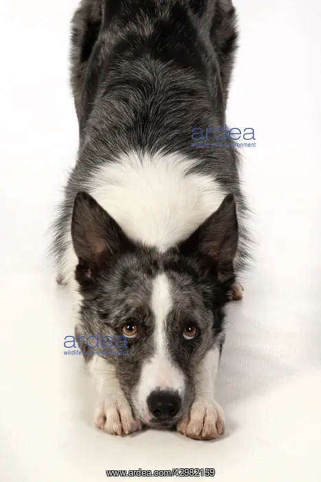 : DOG. Border Collie cross breed dog, laying with : DOG. Border Collie cross breed dog, laying with