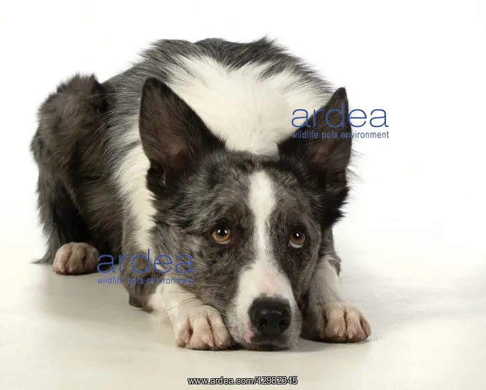 : DOG. Border Collie cross breed dog, laying with : DOG. Border Collie cross breed dog, laying with