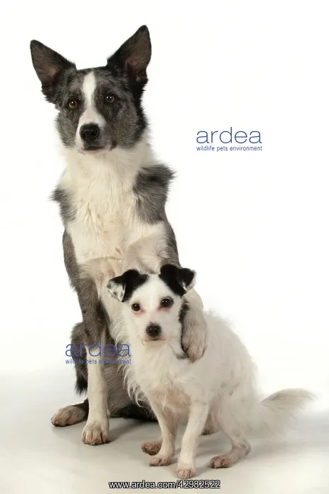 : DOG. Border Collie cross breed dog, with paw : DOG. Border Collie cross breed dog, with paw