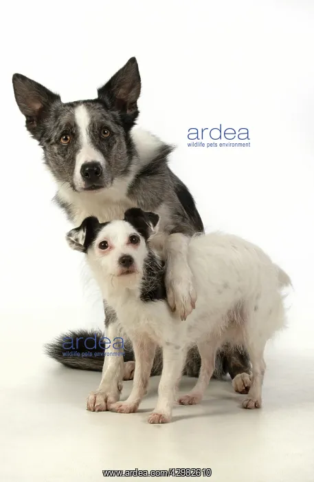 : DOG. Border Collie cross breed dog, with paw : DOG. Border Collie cross breed dog, with paw